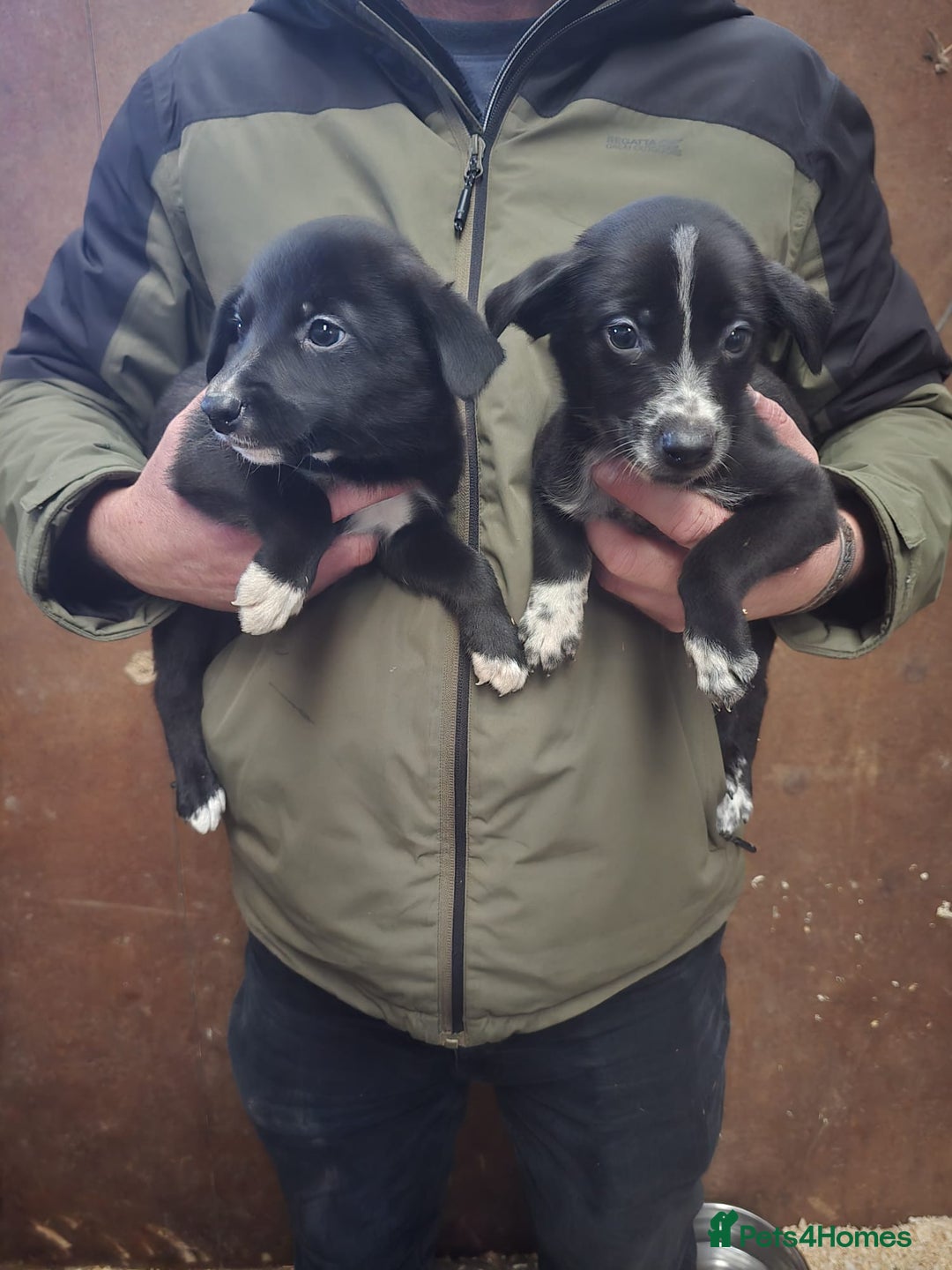 Mixed Breed dogs for sale: Collie whippet puppies  - Advert 3