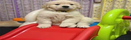 Golden Retriever dogs for sale: Beautiful litter of golden retrievers in Baldock - Advert 3