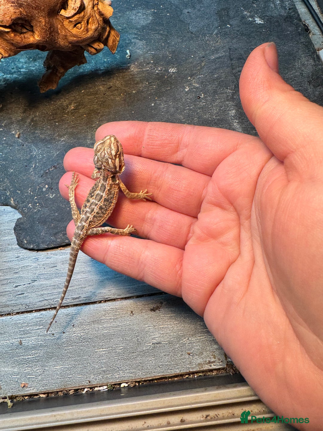 Bearded Dragon reptiles for sale: Bearded dragons babies&adults possible full setup - Advert 9