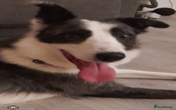 Border Collie dogs for sale: Border collie blue murle for sale - Image 4