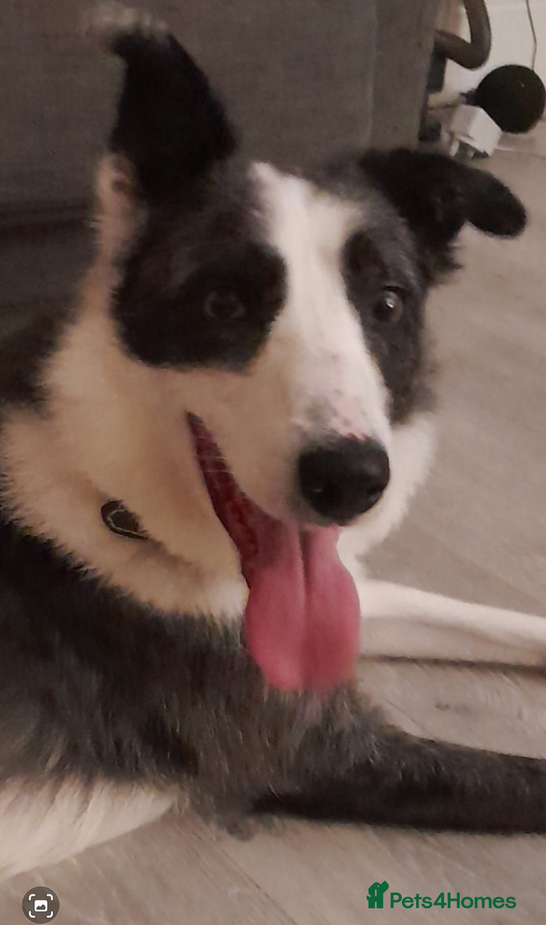 Border Collie dogs for sale: Border collie blue murle for sale - Image 4