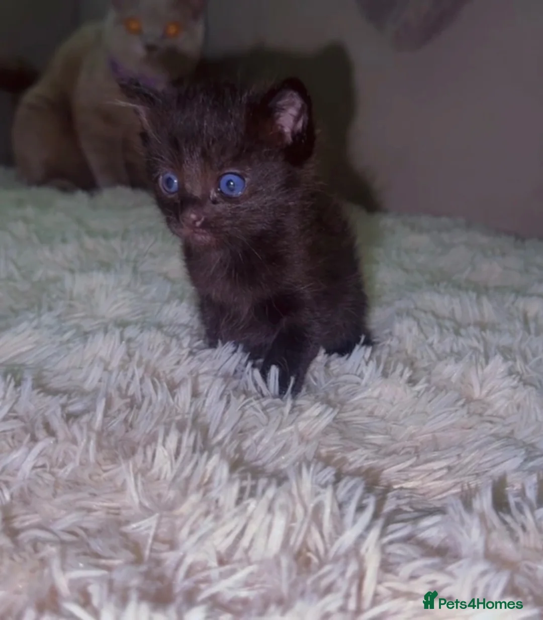 Ragdoll cats for sale: Black ragdoll  - Advert 2