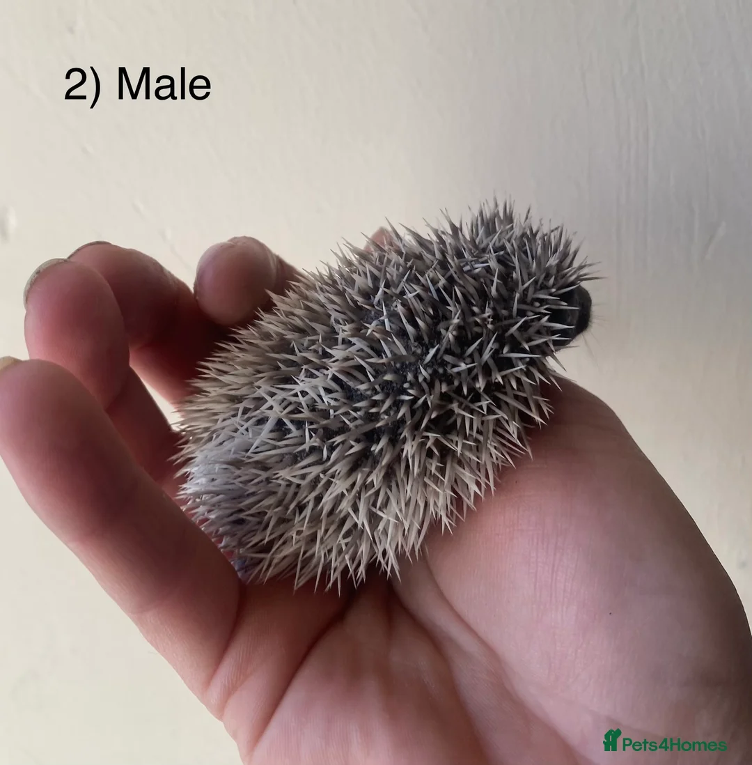 Pygmy Hedgehog rodents for sale: Male hoglets for sale! - Advert 20