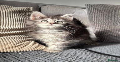 Maine Coon cats - Advert 5
