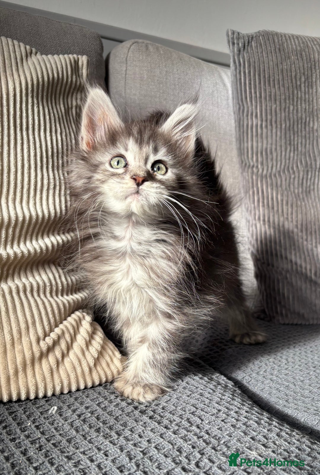 Maine Coon cats for sale: Maine coon kittens POLYDACTYL FEMALES  - Image 2