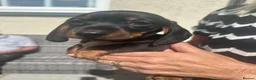 Miniature Dachshund dogs for sale: Gorgeous KC reg miniature dachshund puppies  - Advert 16