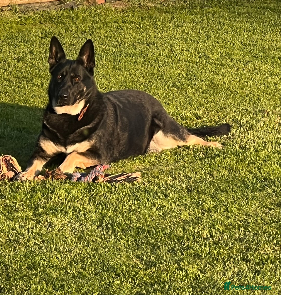 German Shepherd dogs for sale: FIVE EXCLUSIVE GSD PUPS, HOME RARED AND BRED. - Advert 4