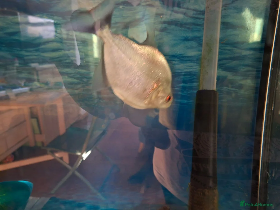 Piranhas fish for sale: piranha (unknown gender) - Advert 2