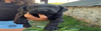 Labrador Retriever 5