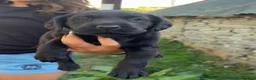 Labrador Retriever dogs for sale: Labrador Puppies - Advert 8