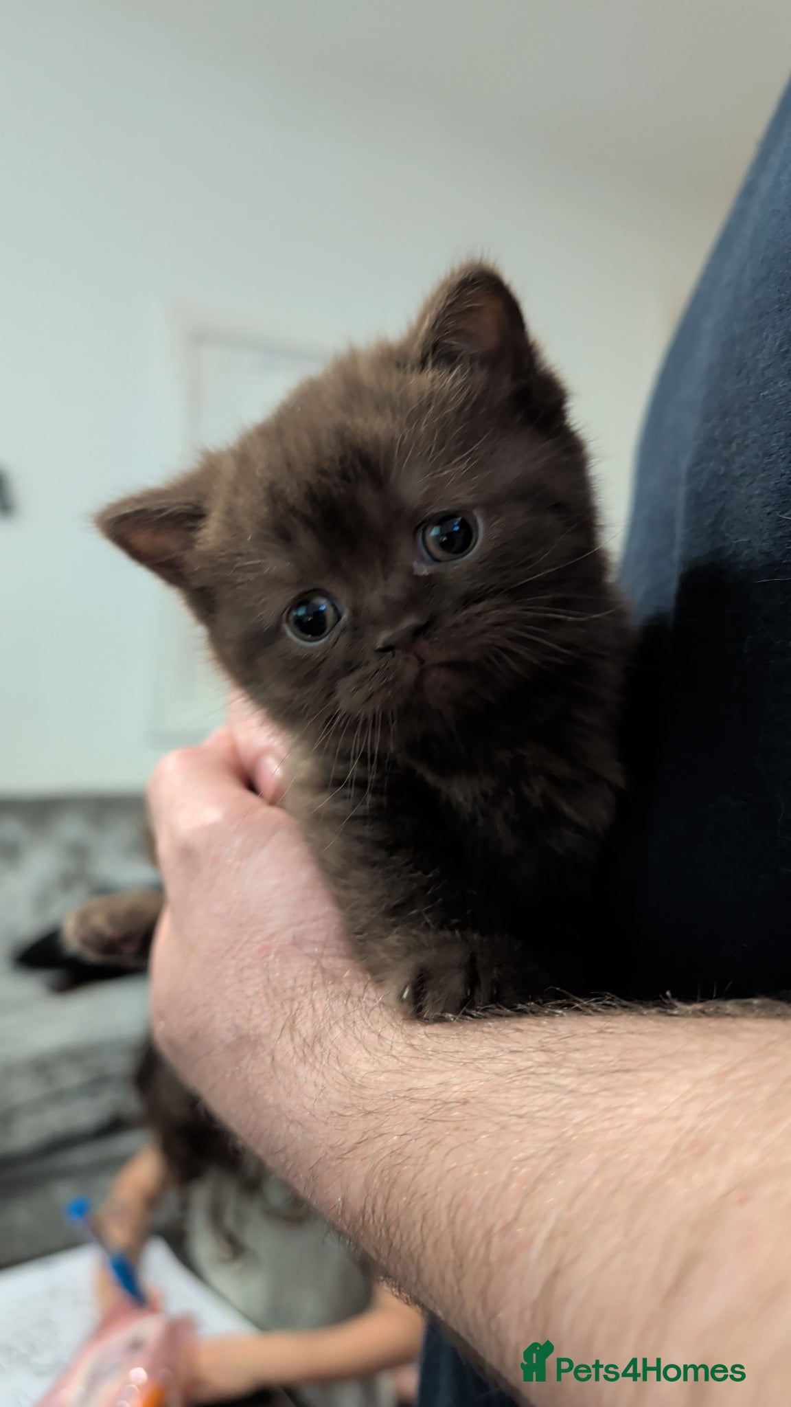 British Shorthair cats Pure British shorthair kittens  - Advert 2
