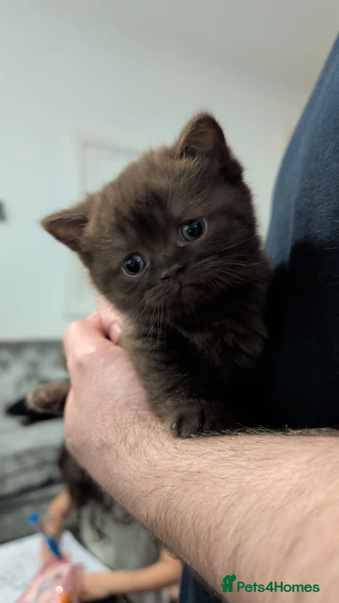 British Shorthair cats for sale: Pure British shorthair kittens  - Advert 2