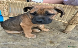 Mixed Breed dogs for sale: Beautiful boy puppy  - Image 10