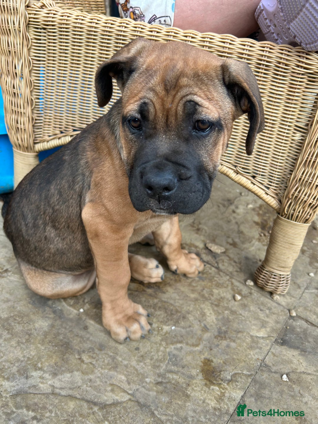 Mixed Breed dogs for sale: Beautiful boy puppy  - Image 10