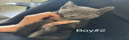 Russian Blue cats for sale: 🚻Super excited Russian👒 B kitties up to go🔵 in Orpington - Advert 3