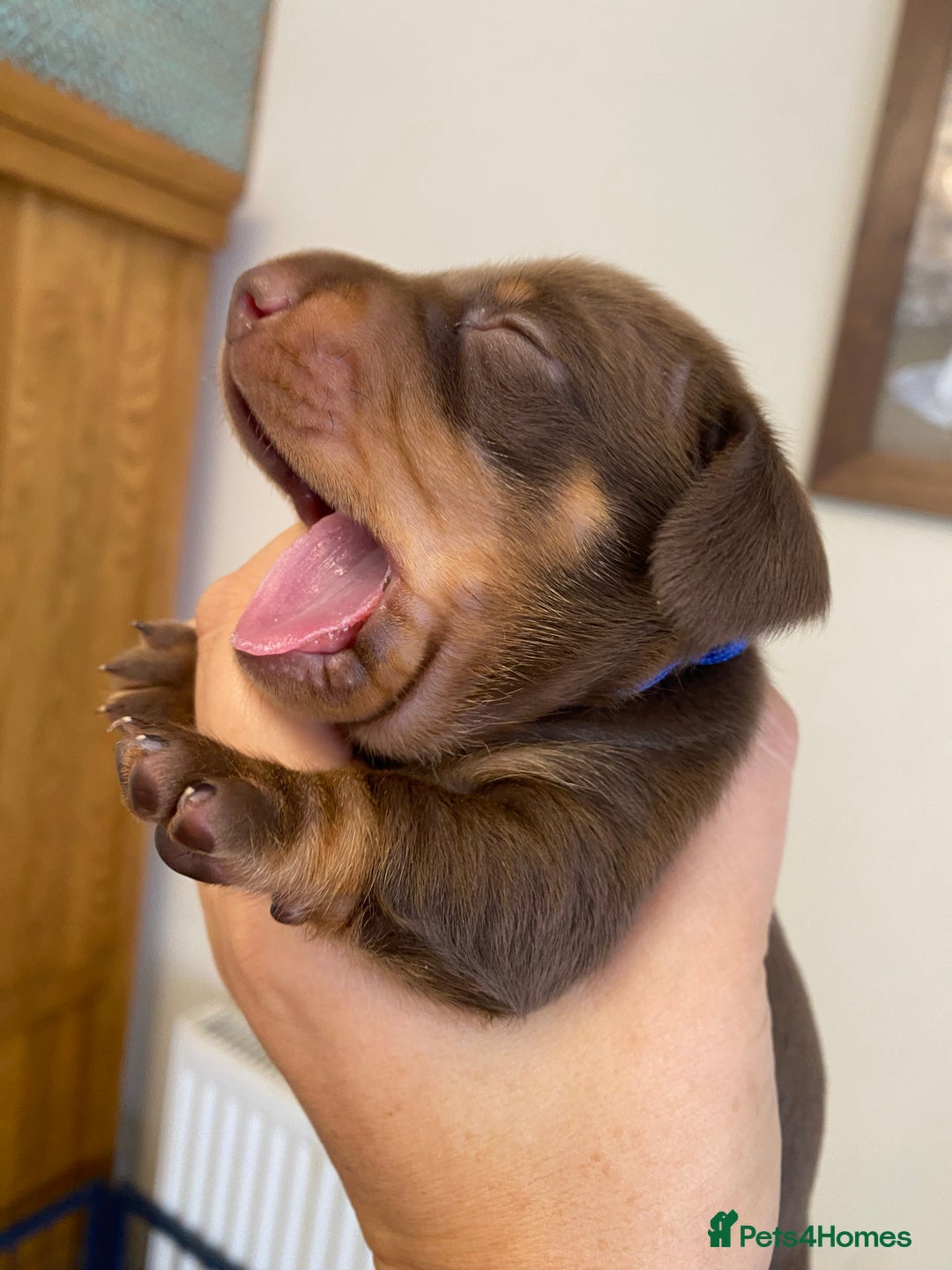 Miniature Dachshund dogs for sale: TRUE MINIATURE DACHSHUND PUPPIES  - Image 12