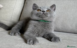 British Shorthair cats for sale: Beautiful boy  - Image 3