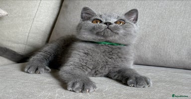 British Shorthair cats - Advert 15