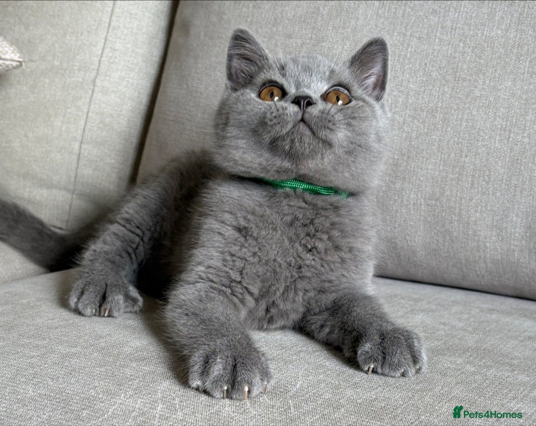 British Shorthair cats for sale: Beautiful boy  - Image 3