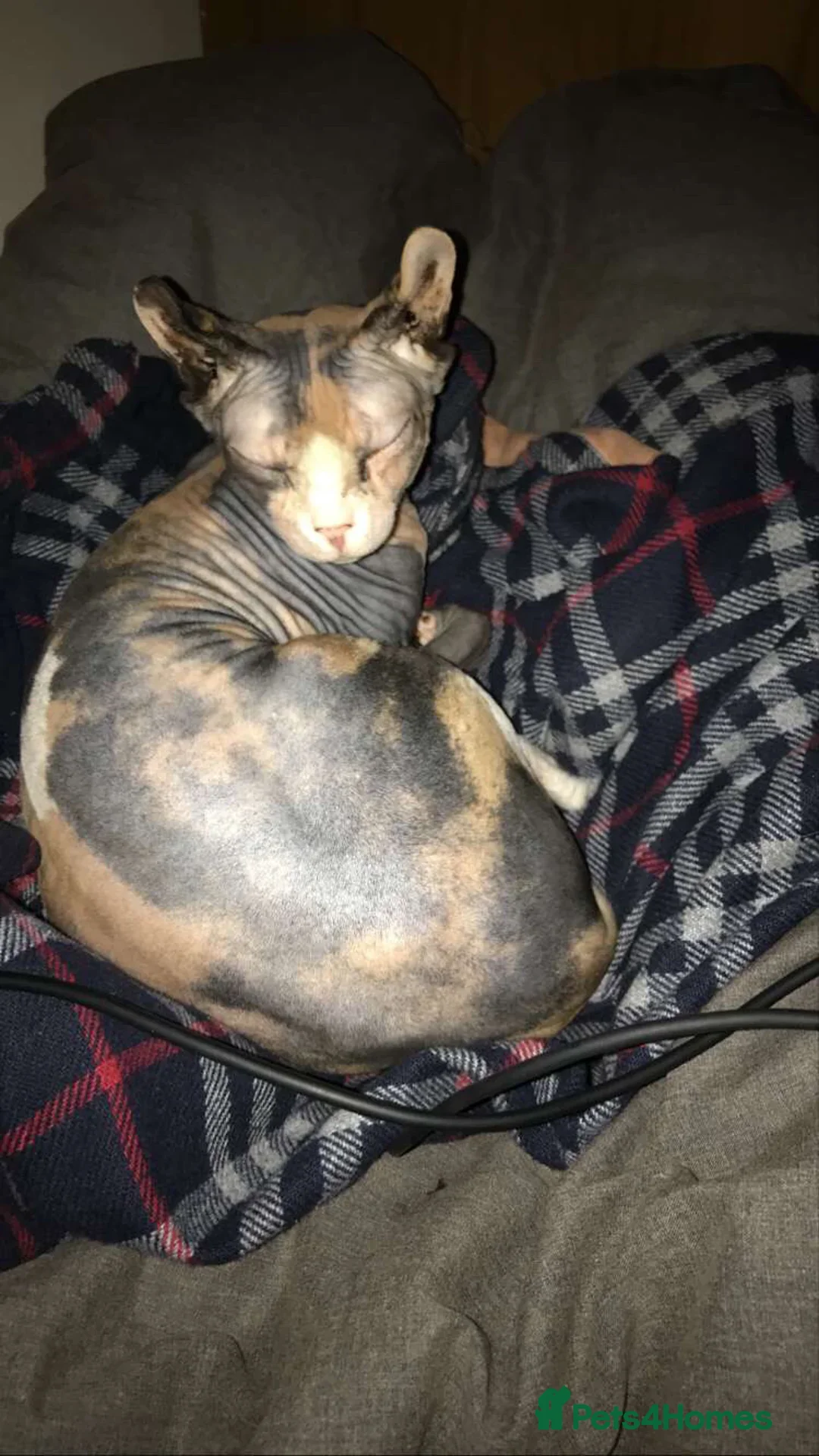 Sphynx cats RARE Dwelf Odd Eye Patterned Sphynx  - Advert 3