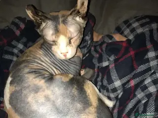 Sphynx cats RARE Dwelf Odd Eye Patterned Sphynx - Advert 3