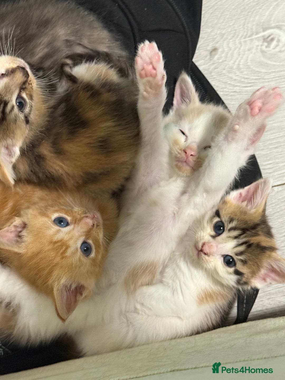 Maine Coon cats for sale: Adorable Half Maine Coon Kittens for Sale  - Image 12