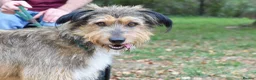 Mixed Breed dogs for adoption: Mursi  - Advert 8