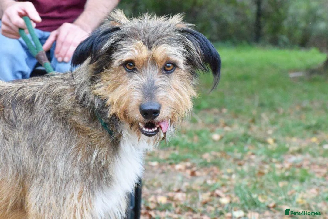 Mixed Breed dogs for adoption: Mursi  - Advert 8
