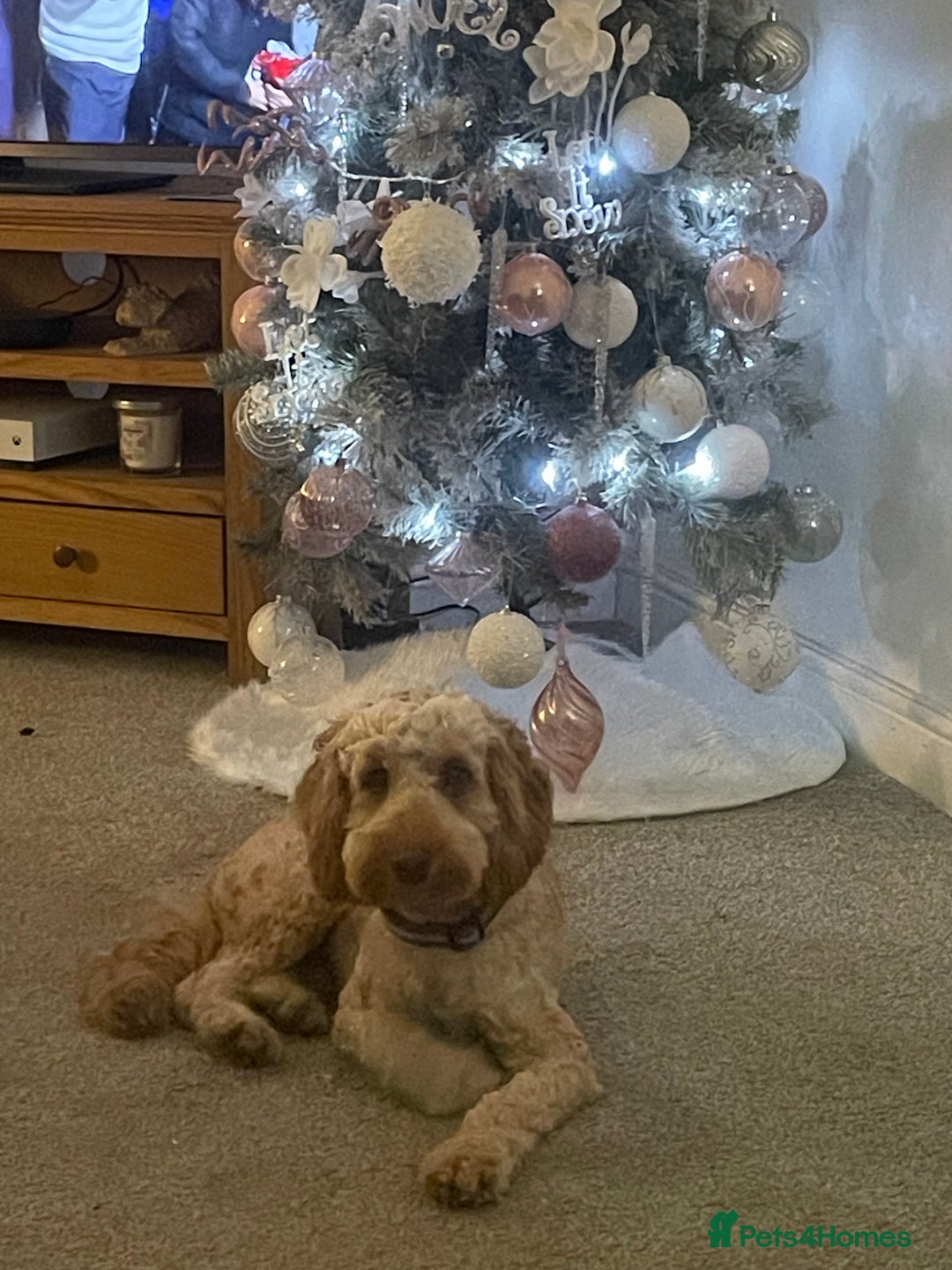 Cockapoo dogs for stud: Cockapoo Male Stud F1  - Advert 10