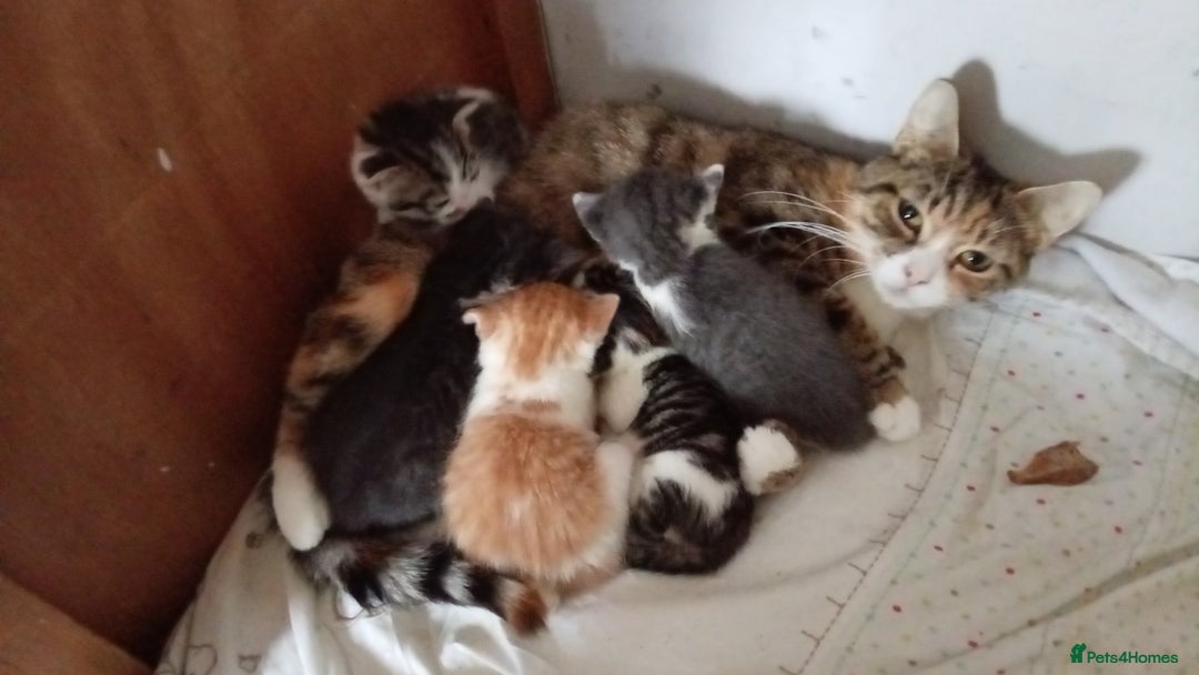 Mixed Breed cats for sale: Kittens  - Advert 2