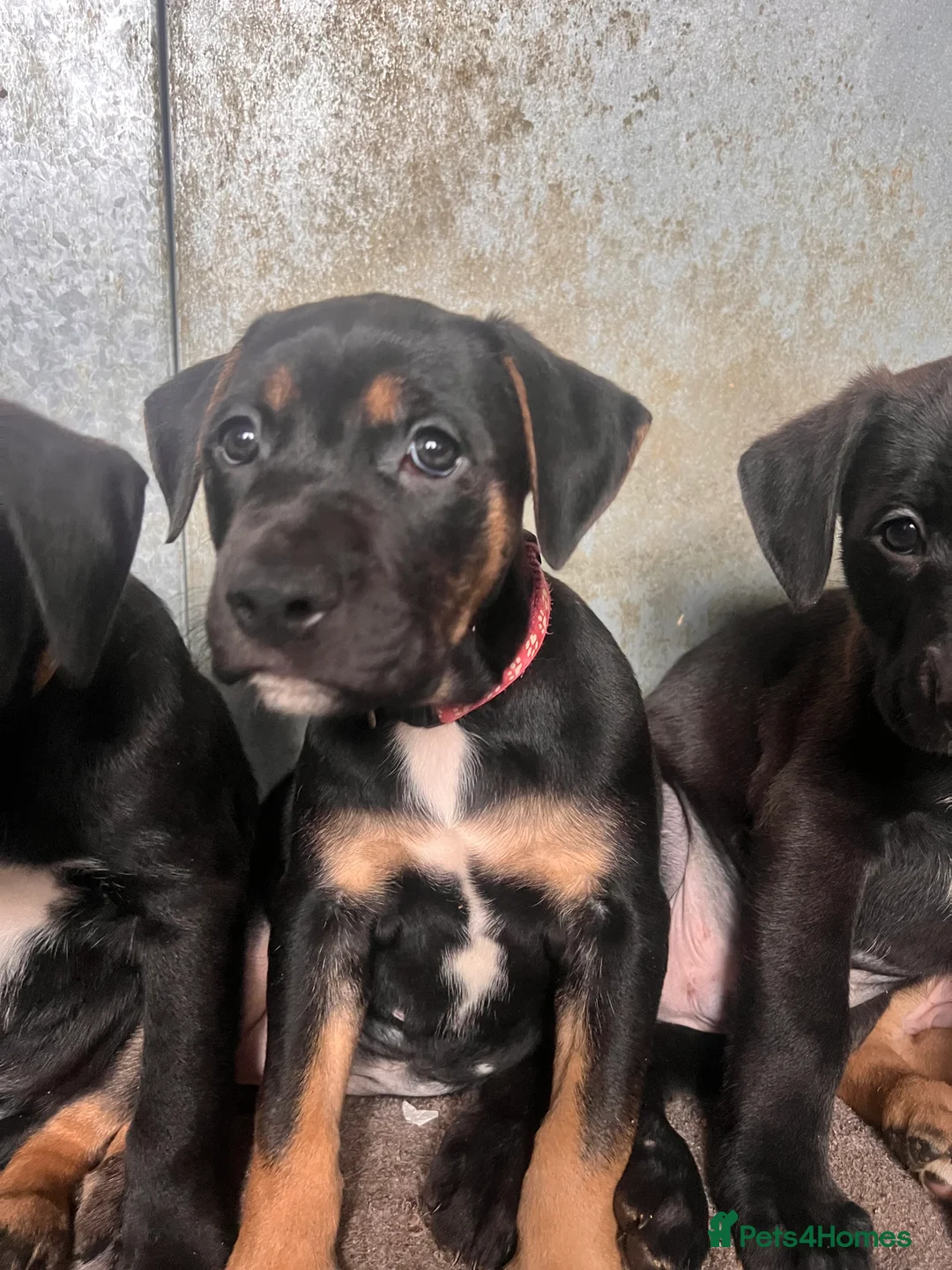 Mixed Breed dogs for sale: 8 Beautiful Mastiff x Staff x Black Mouth Cur Pups - Advert 41