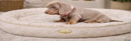 Miniature Dachshund dogs for sale: RAINBOW LITTER OF MINI DAX'S WOW 💯🔥  - Advert 2