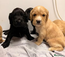 Cocker Spaniel dogs FTC KC Registered Cocker Spaniel Puppies - Advert 3