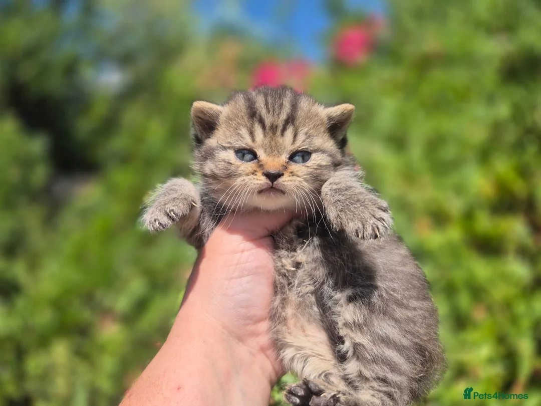 British Shorthair cats for sale: 🧡STUNNING TABBY BSH-MUM IMPORTED FROM FRANCE🇫🇷  in Tadworth - Advert 2