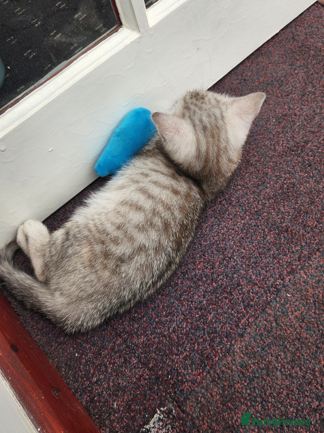 British Shorthair cats for sale: Active cute British short hair - Image 4