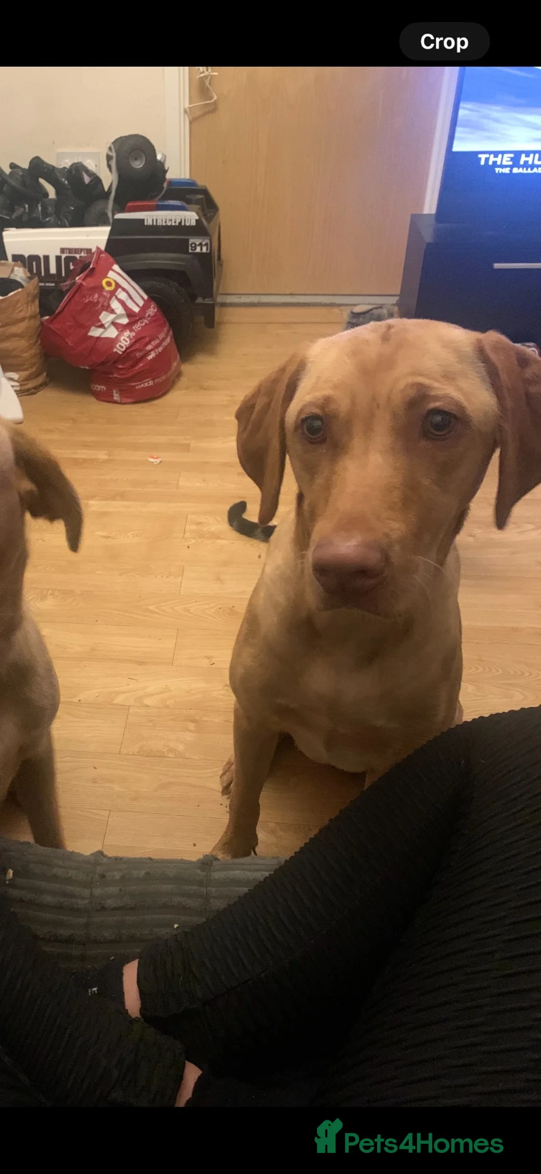 Labrador Retriever dogs for sale: 3 year old Labrador  - Advert 2