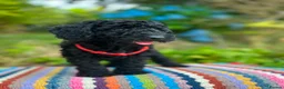 Cockapoo dogs for sale: F1b READY NOW. Health tested parents.  - Advert 2