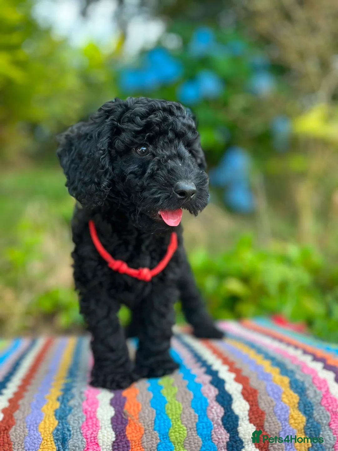 Cockapoo dogs for sale: F1b READY NOW. Health tested parents.  - Advert 2