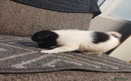 Mixed Breed dogs for sale: Pomeranian cross puppies ready now - Image 28