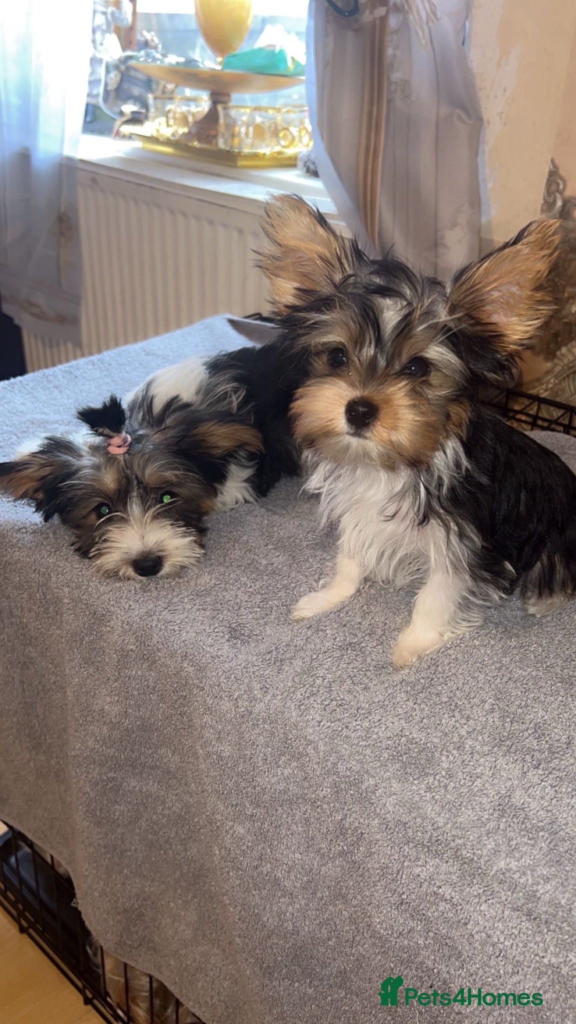 Yorkshire Terrier dogs Yorkshire terrier/Mini/Parti-colored/Traditional - Advert 3