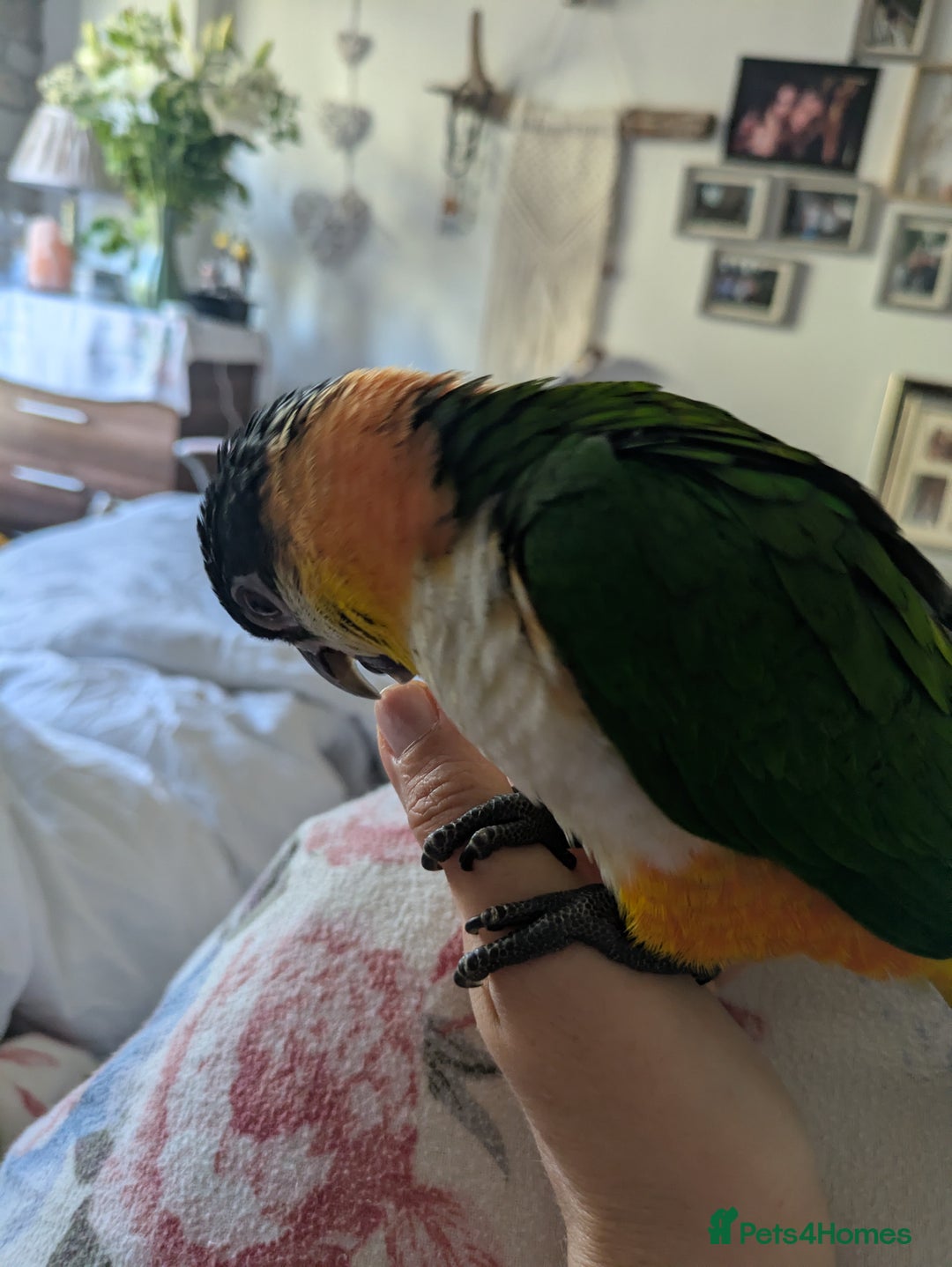 Parrots birds for sale: Black headed caique silly tamed babies - Image 5