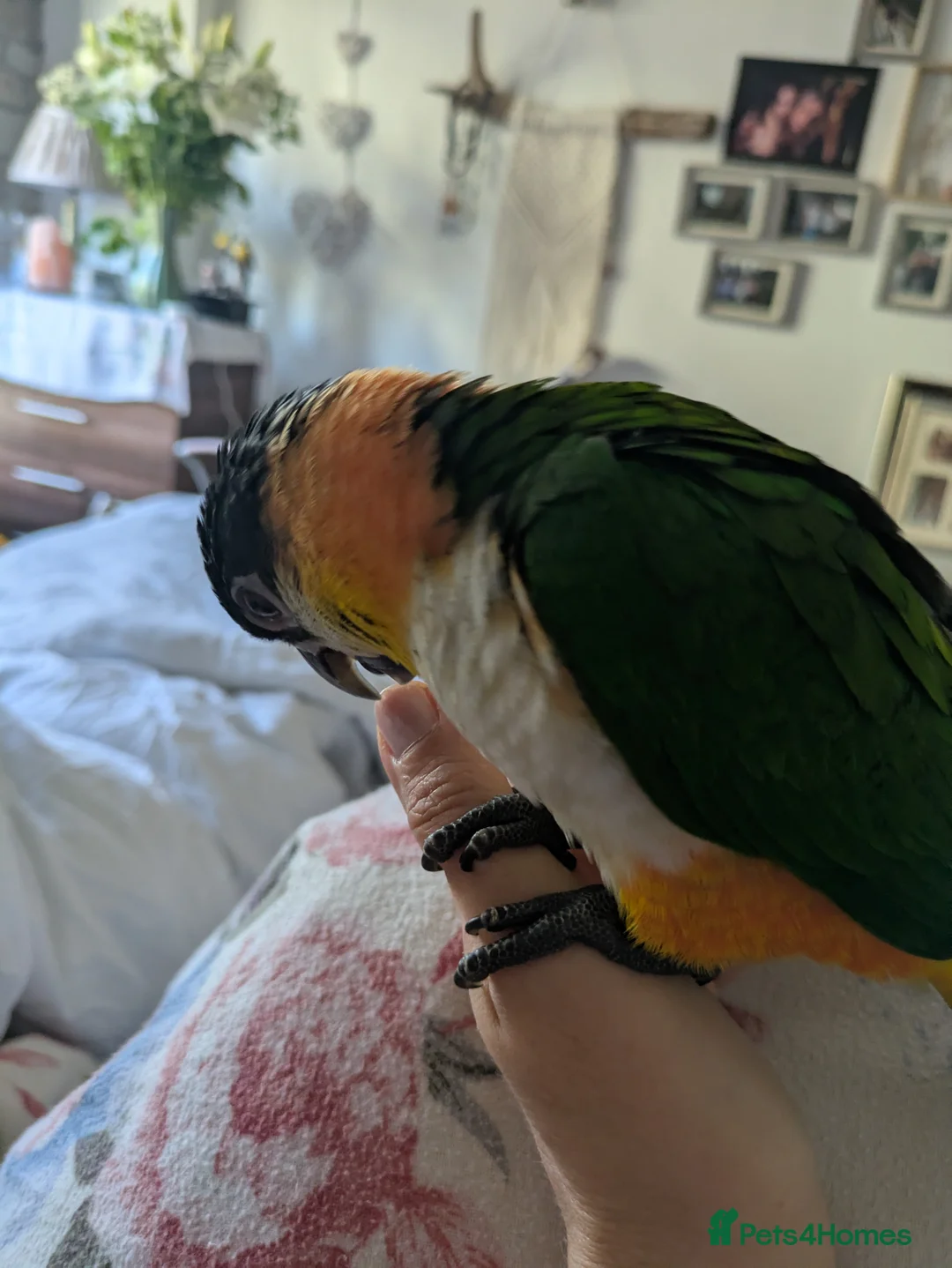 Parrots birds for sale: Black headed caique silly tamed babies - Advert 7