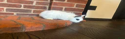 Mixed Breed rabbits for sale: Dwraf bunnies for sale  - Advert 9
