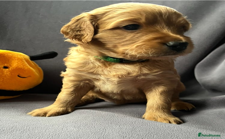 Mixed Breed dogs - Advert 3