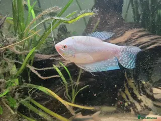 Angelfish fish Tropical fish looking for new home - Advert 1