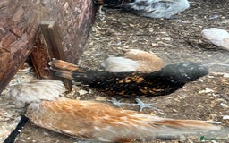 Chickens poultry for sale: Big sale of silkie and polish £5 each! - Image 5