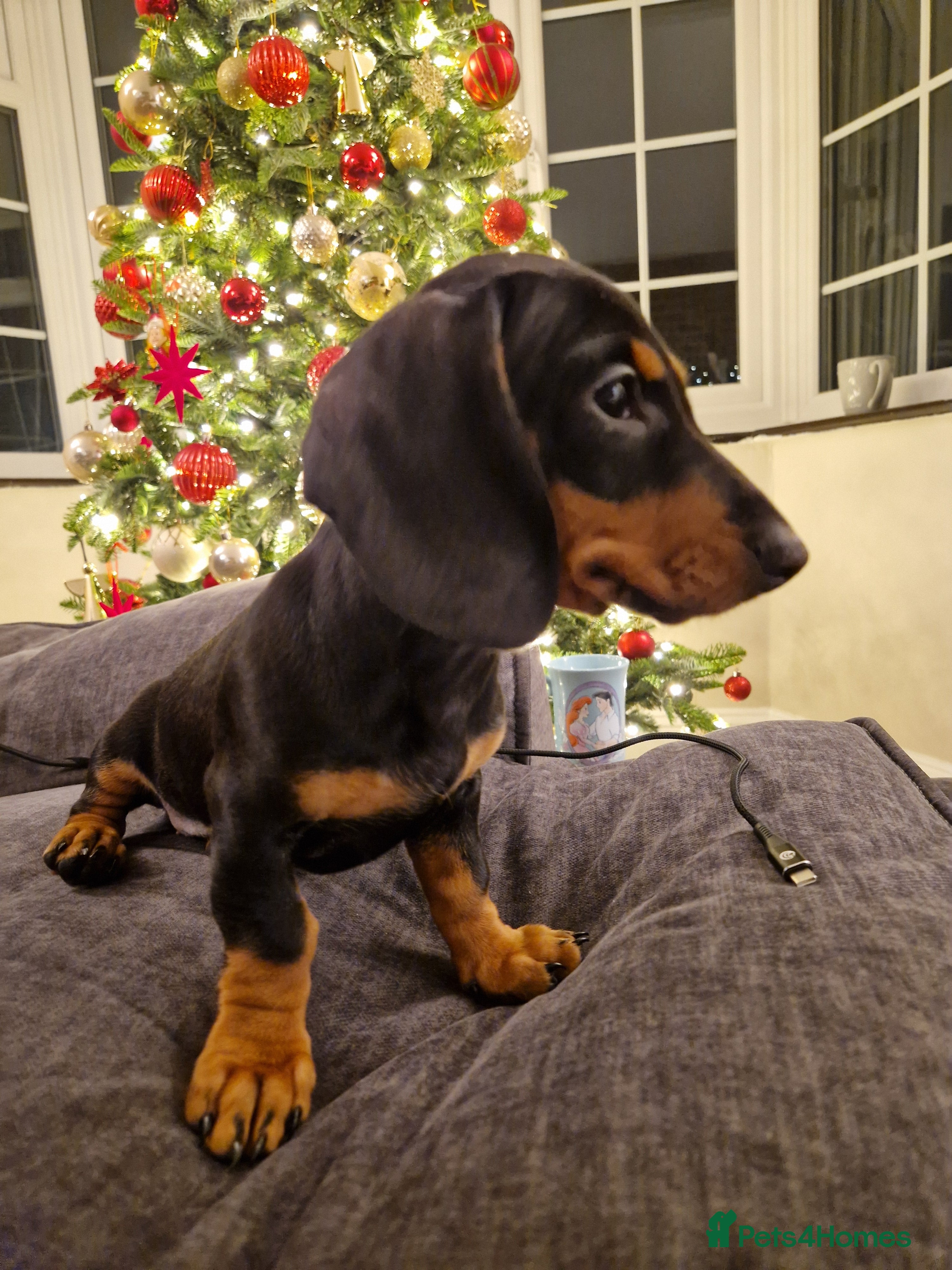 Miniature Dachshund dogs Miniature Dachshund - Advert 3