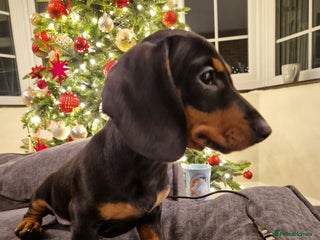 Miniature Dachshund dogs Miniature Dachshund - Advert 20