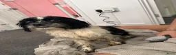 Cavachon dogs for sale: Cavachon pups  in Llanelli - Advert 6