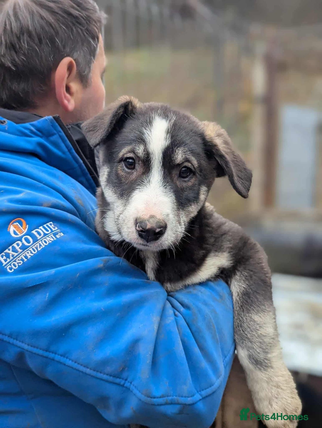 Mixed Breed dogs for adoption: Flower 💛 - Advert 1